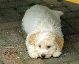 Lagotto Romagnollo 8T22D-12